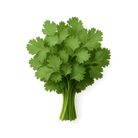 Cilantro