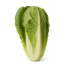 Lechuga romana